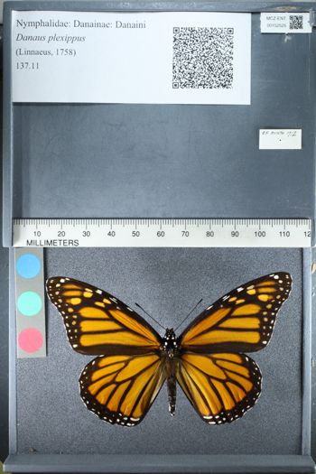 Media type: image;   Entomology 152525